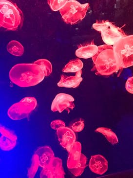 名古屋港水族館に投稿された画像（2022/7/9）