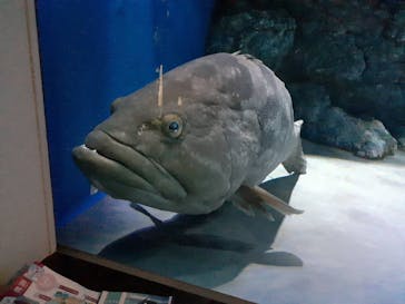 名古屋港水族館に投稿された画像（2022/7/9）