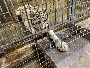 群馬サファリパークに投稿された画像（2022/7/9）