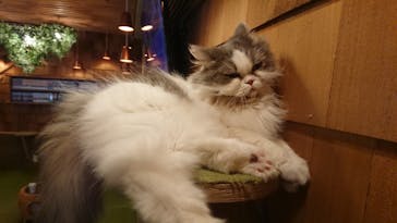 猫カフェモカ　秋葉原店に投稿された画像（2022/7/9）