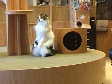 猫カフェモカ　池袋西口店に投稿された画像（2022/7/9）