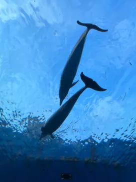 横浜・八景島シーパラダイスに投稿された画像（2022/7/9）