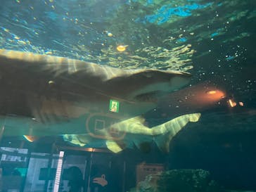 しながわ水族館に投稿された画像（2022/7/9）