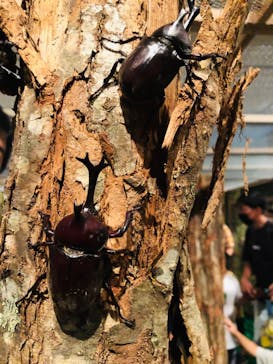 体感するファーブル昆虫展 NAGOYAに投稿された画像（2022/7/9）