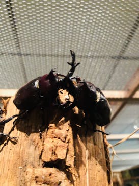 体感するファーブル昆虫展 NAGOYAに投稿された画像（2022/7/9）