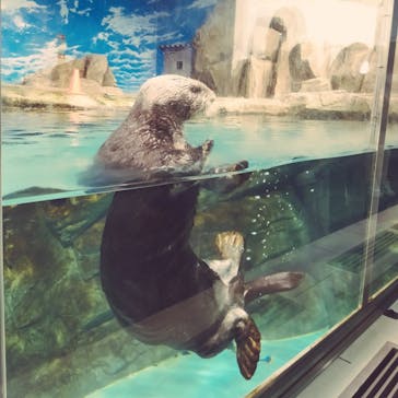 マリンワールド海の中道に投稿された画像（2022/7/9）