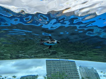 サンシャイン水族館に投稿された画像（2022/7/10）
