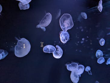 サンシャイン水族館に投稿された画像（2022/7/10）