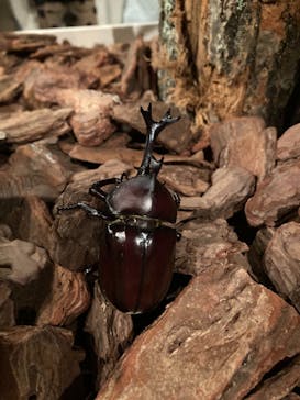 体感するファーブル昆虫展 NAGOYAに投稿された画像（2022/7/10）