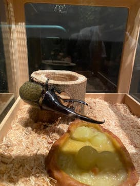 体感するファーブル昆虫展 NAGOYAに投稿された画像（2022/7/10）