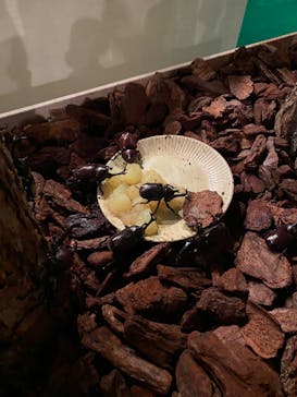 体感するファーブル昆虫展 NAGOYAに投稿された画像（2022/7/10）