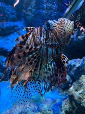名古屋港水族館に投稿された画像（2022/7/10）