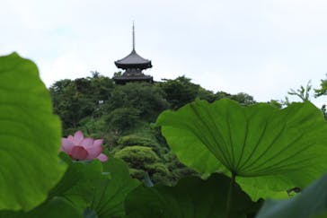 三溪園に投稿された画像（2022/7/10）