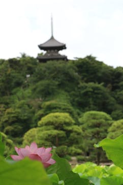 三溪園に投稿された画像（2022/7/10）