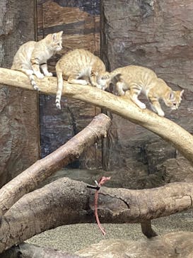 那須どうぶつ王国に投稿された画像（2022/7/10）