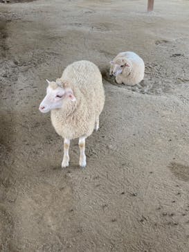 那須どうぶつ王国に投稿された画像（2022/7/10）