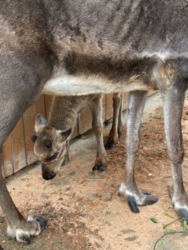 那須どうぶつ王国に投稿された画像（2022/7/10）