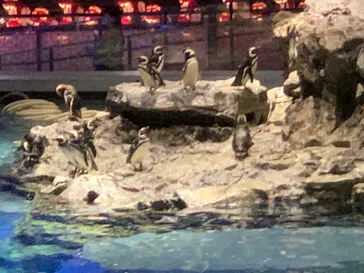 すみだ水族館に投稿された画像（2022/7/10）