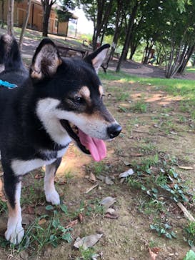 世界の名犬牧場に投稿された画像（2022/7/10）