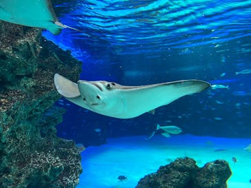 サンシャイン水族館に投稿された画像（2022/7/10）