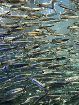 サンシャイン水族館に投稿された画像（2022/7/10）