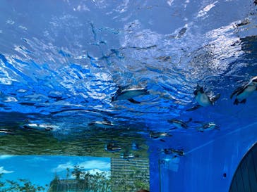 サンシャイン水族館に投稿された画像（2022/7/10）