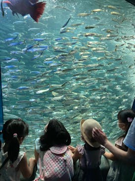 サンシャイン水族館に投稿された画像（2022/7/10）