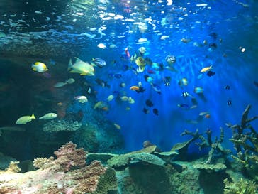 しながわ水族館に投稿された画像（2022/7/10）