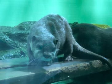 しながわ水族館に投稿された画像（2022/7/10）