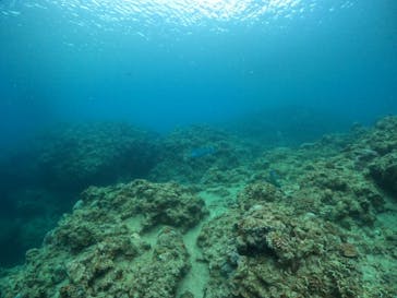 武藤潜水に投稿された画像（2022/7/10）