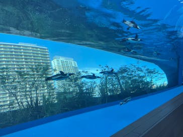 サンシャイン水族館に投稿された画像（2022/7/10）