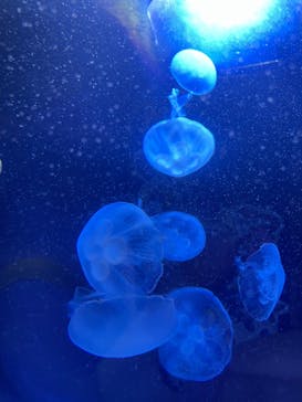 サンシャイン水族館に投稿された画像（2022/7/10）