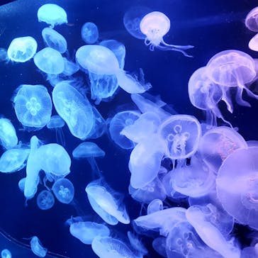 マリンワールド海の中道に投稿された画像（2022/7/10）