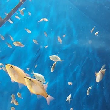 マリンワールド海の中道に投稿された画像（2022/7/10）