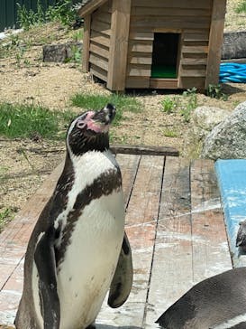 しろとり動物園に投稿された画像（2022/7/10）