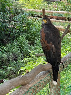 しろとり動物園に投稿された画像（2022/7/10）
