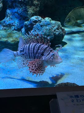 名古屋港水族館に投稿された画像（2022/7/10）