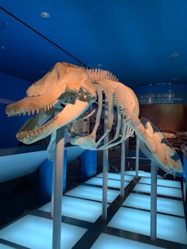 名古屋港水族館に投稿された画像（2022/7/10）