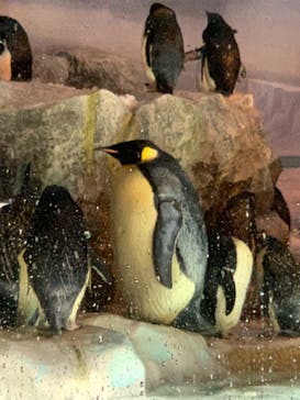 名古屋港水族館に投稿された画像（2022/7/10）