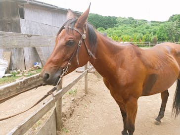 HORSE BASE（ホース ベース）に投稿された画像（2022/7/10）