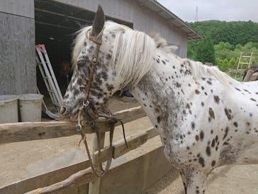 HORSE BASE（ホース ベース）に投稿された画像（2022/7/10）