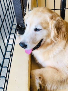 世界の名犬牧場に投稿された画像（2022/7/10）