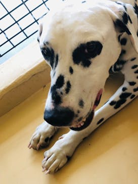 世界の名犬牧場に投稿された画像（2022/7/10）