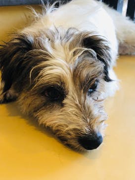 世界の名犬牧場に投稿された画像（2022/7/10）