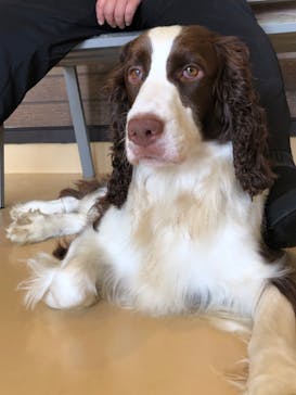 世界の名犬牧場に投稿された画像（2022/7/10）