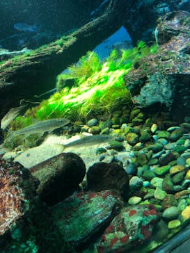 サンシャイン水族館に投稿された画像（2022/7/10）