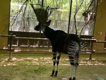 よこはま動物園ズーラシアに投稿された画像（2022/7/10）