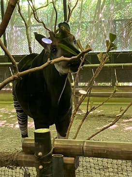 よこはま動物園ズーラシアに投稿された画像（2022/7/10）