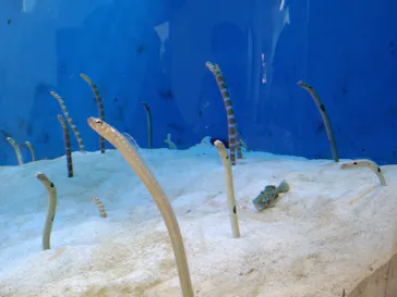 仙台うみの杜水族館に投稿された画像（2022/7/10）