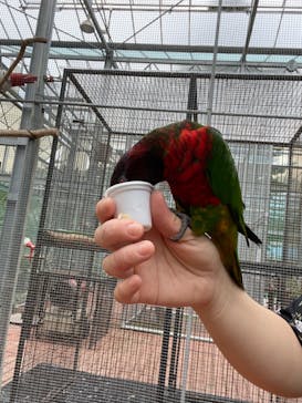 富士花鳥園に投稿された画像（2022/7/10）